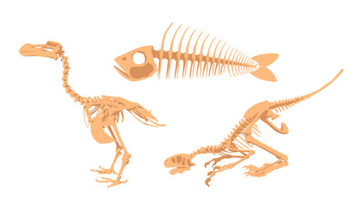 A set of bones from excavations for the Paleontological museum. Skeletons of animals and dinosaurs. Illustration