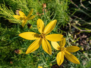 Macro shot of the Coreopsis verticillata 'American Dream' that grows in dense, bushy, feathery clumps. The stems are topped by multitudes of yellow daisies