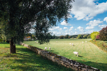 Des vaches dans un pré. Une scène de la campagne française. Des vaches en pâture. Pâturage et vaches en été.