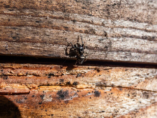 Close-up shot ot the zebra jumping spider (Salticus scenicus) with vivid black-and-white colouration