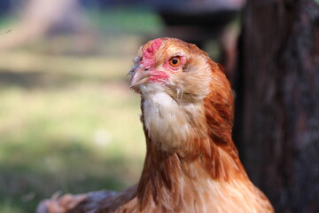 Araucana chicken. Domestic chicken breeds. Rural scene of village life.
