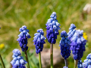 Close-up shot of the Muscari pseudomuscari flowering with long, bell-shaped flowers in the garden