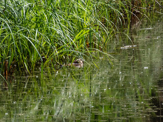 The muskrat (Ondatra zibethicus) - medium-sized semiaquatic rodent covered with short, thick fur of medium to dark brown color