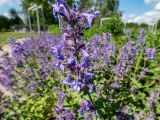 Fototapeta premium Close-up shot of the Catmint and Faassen's catnip (Nepeta × faassenii) flowering with showy, abundant, two-lipped, trumpet-shaped, soft lavender flowers