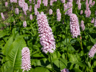 Close-up shot of the Bistort or snakeweed (Persicaria bistorta) 'Superbum' flowering with spikes of soft pink flowers over clumps of green leaves