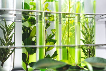 medicine biology laboratory of organic plant experiment test in glasses tube of cosmetic chemistry research medicals, chemical biotechnology science of nature leaf and green herbal oil technology