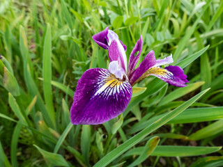 Rocky Mountain iris (Iris montana) flowering with blue to lavender to white, veined deeper violet...