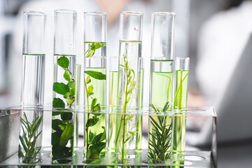 medicine biology laboratory of organic plant experiment test in glasses tube of cosmetic chemistry research medicals, chemical biotechnology science of nature leaf and green herbal oil technology - obrazy, fototapety, plakaty