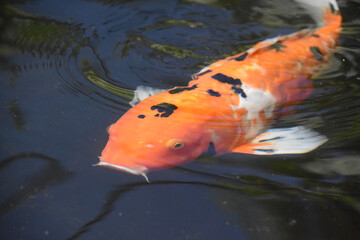 Orange and Black Koi Carp in a Pond