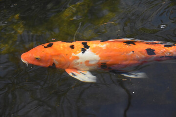 Colorful Spotted Koi Fish Swimming in a Pond