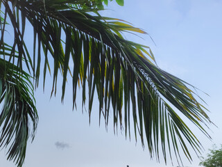 palm tree leaves in sky background
