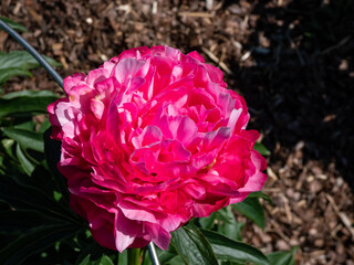 Peony (Paeonia lactiflora) 'Joker' flowering with rich pink double flowers with a blush of lilac overtones to the colour