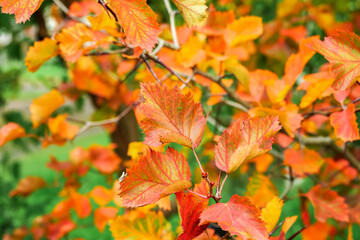 orange and red autumn leaves, beautiful autumn background