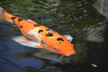 Amazing Swimming Spotted Koi Fish in a Pond