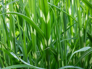 Porcupine Grass (Miscanthus sinensis) 'Strictus' - distinctive, ornamental grass with variegated foliage displaying unusual, horizontal, soft yellow rings on leaves