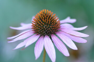 close up of a flower, petals, makro