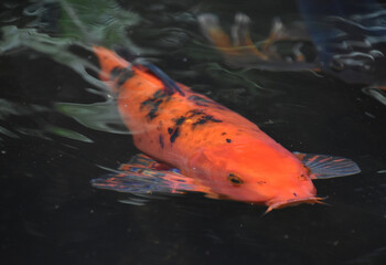 Amazing Brilliant Orange Koi Fish Under Water