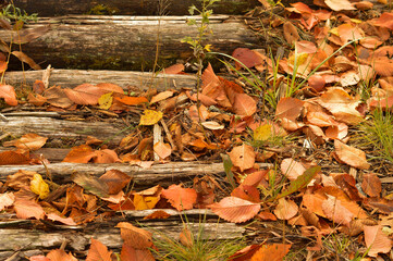 Forest trail made of wooden logs, covered with fallen autumn leaves, walking, hiking.