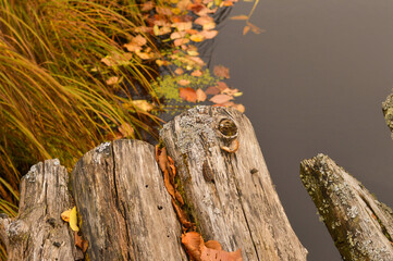 Forest trail made of wooden logs, covered with fallen autumn leaves, walking, hiking.