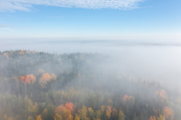 Autumn forest in the morning fog from a aerial view.