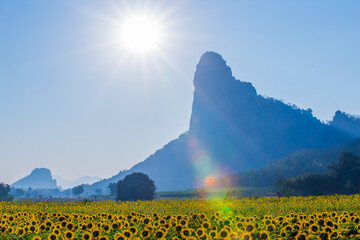 A beautiful sunflower field in the morning as a view from behind.