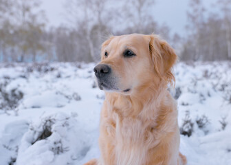 Portrait of a beautiful Golden Retriever, exploring in a gorgeous winter landscape - sitting and watching