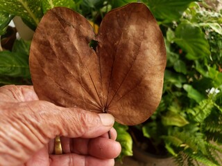hands holding a leaf