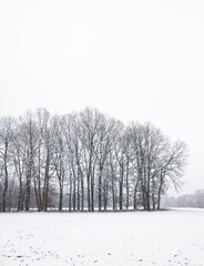 Row of trees in a snow covered field in the countryside during winter in Germany, Europe