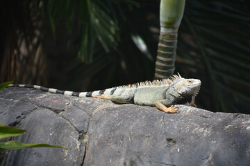 Iguana with a Long Striped Tail on a Rock