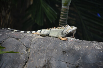 Spines Down the Back of an Iguana