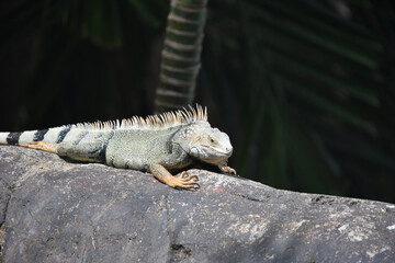 Iguana Warming in the Sunshine in the Tropics