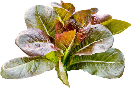 Red Leaf Lettuce Vegetable Clipart Png