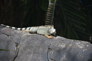 Posing Iguana on a Big Rock in Aruba