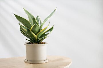 Decorative sansevieria plant on wooden table in living room. Sansevieria trifasciata Prain in gray ceramic pot.