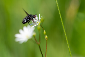 Czarno biała mucha pije nektar z białego kwiatka, rozmyte tło. - obrazy, fototapety, plakaty