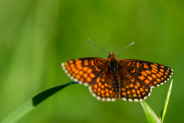 Pomarańczowo czarny motyl dzienny przeplatka atalia (Melitaea athalia), rusałkowate, siedzący na źdźble trawy (1).