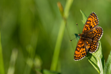 Pomarańczowo czarny motyl dzienny przeplatka atalia (Melitaea athalia), rusałkowate, siedzący na źdźble trawy (2).