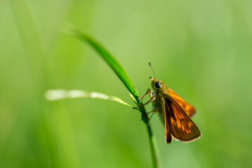 Pomarańczowo czarny motyl dzienny, karłątek kniejnik (Ochlodes venatus = Ochlodes sylvanus = Ochlodes faunus), powszelatkowate ( warcabnikowatych) (Hesperiidae), (1).
