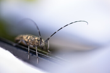Chrząszcz z bardzo długimi czułkami, kózkowate (Cerambycidae), (3).
