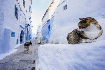 gato en un callejon azul, Chefchauen, -Chauen-, Marruecos, norte de Africa, continente africano