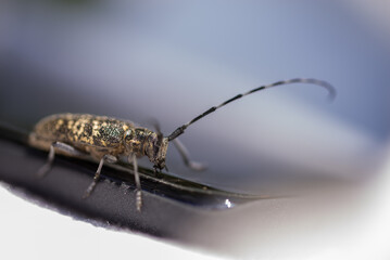 Chrząszcz z bardzo długimi czułkami, kózkowate (Cerambycidae), (2). - obrazy, fototapety, plakaty