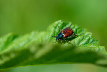 Chrabąszcz majowy (Melolontha melolontha) chrząszcz z rodziny poświętnikowatych, robak wędrujący po liściu. - obrazy, fototapety, plakaty