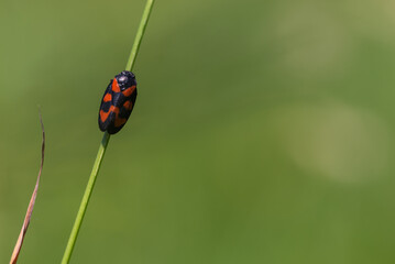 Krasanka natrawka (Cercopis vulnerata) pluskwiak z rodziny krasankowatych, mały czarno czerwony owad siedzący na trawie, rozmyte zielone tło. - obrazy, fototapety, plakaty