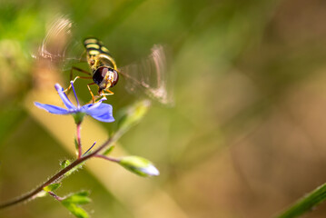 Bzyg prążkowany (Episyrphus balteatus), bzygowatei (Syrphidae). Mały żółto czarny owad pijący nektar z niebieskiego kwiatka, rozmyte skrzydła. - obrazy, fototapety, plakaty