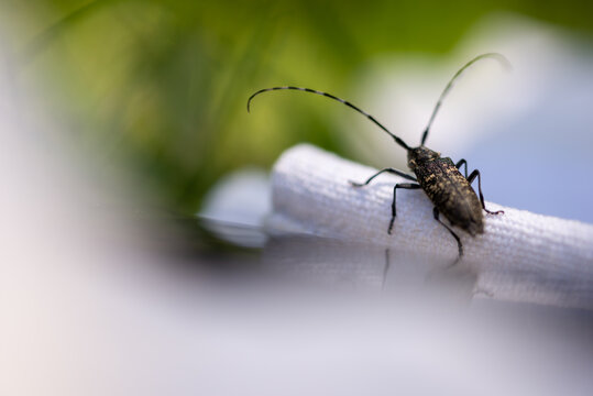 Chrząszcz z bardzo długimi czułkami, kózkowate (Cerambycidae), (1).