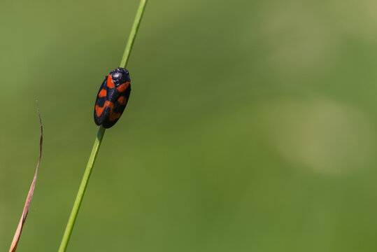 Krasanka natrawka (Cercopis vulnerata) pluskwiak z rodziny krasankowatych, mały czarno czerwony owad siedzący na trawie, rozmyte zielone tło.