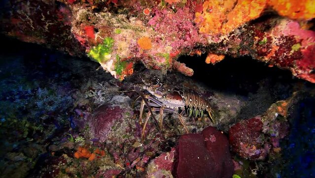 Caribbean spiny lobster in coral reef of Roatan MLS
