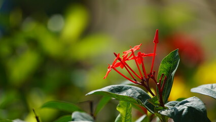 flower in the garden
