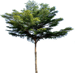 Tree clipart png