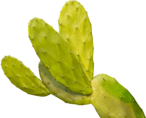 Abwaschbare Fototapete Nopal cactus plant clipart png © JMBee Studio